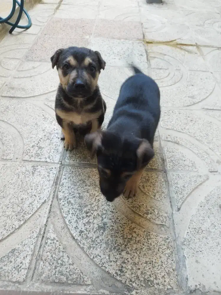 واگذاری سگ|سگ|احمدآبادمستوفی, |دیوار