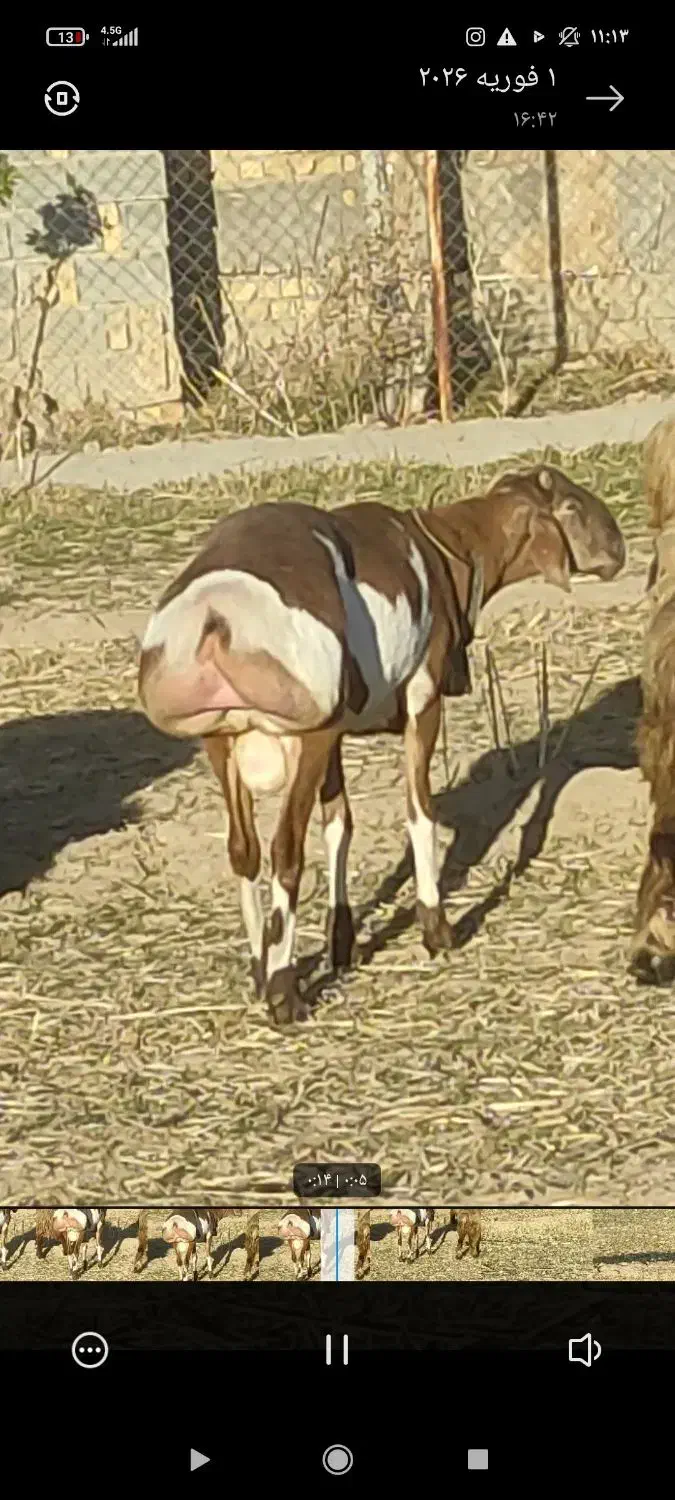 قوچ چینی|حیوانات مزرعه|مرودشت, ابوذر جنوبی|دیوار