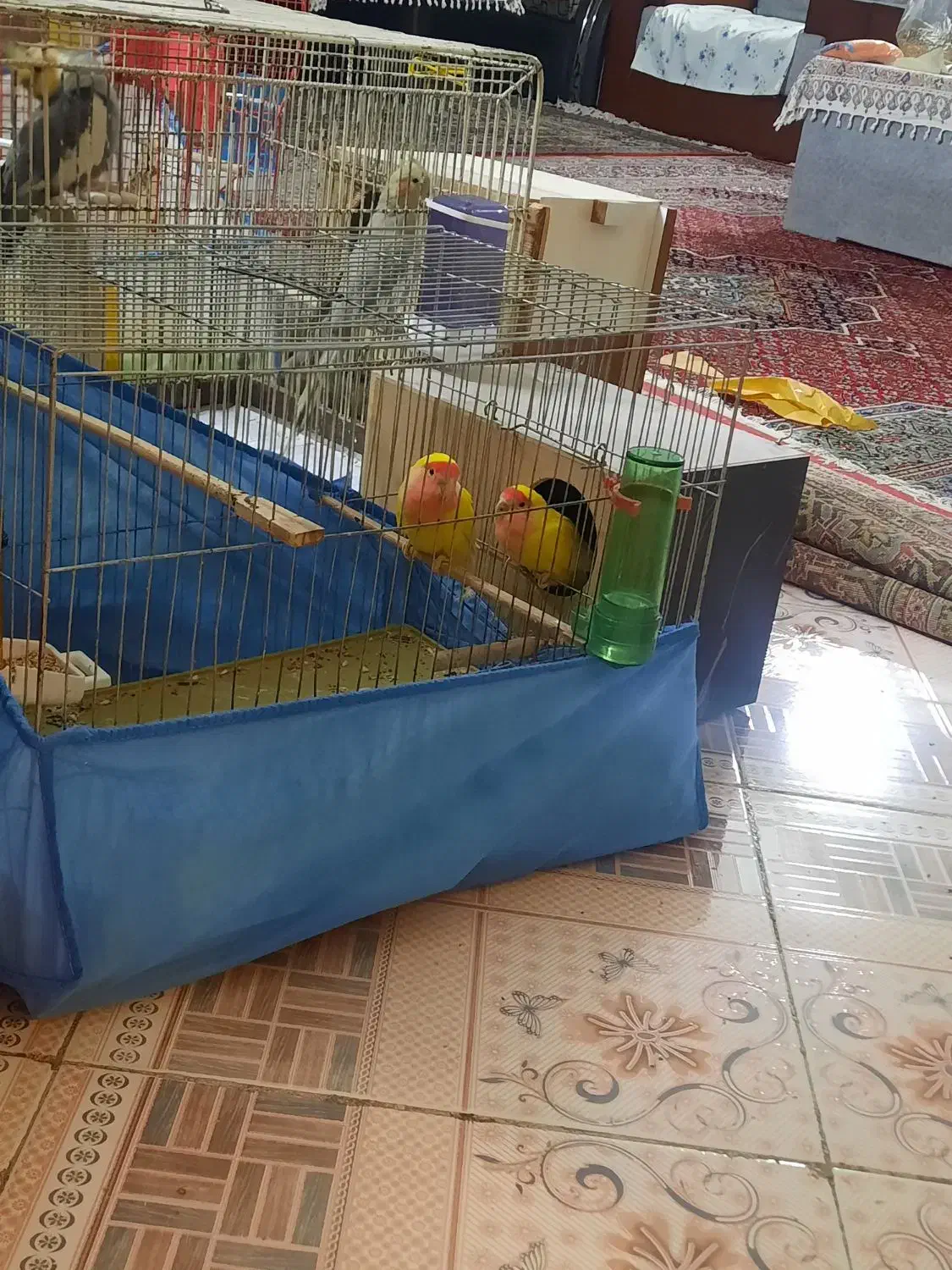 عروس هلندی سخنگو وعادی یک جفت طوطی برزیلی|پرنده|آبیک, |دیوار