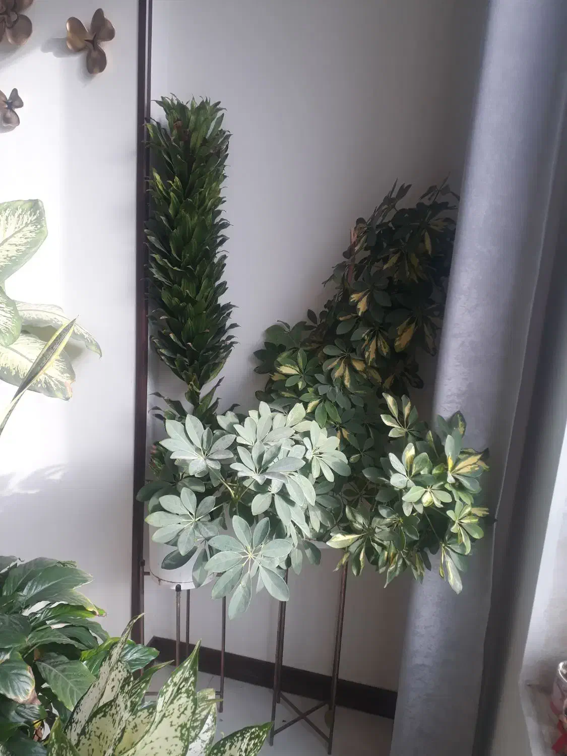 تعدادی گل آپارتمانی|گل و گیاه طبیعی|فردیس, فردیس|دیوار