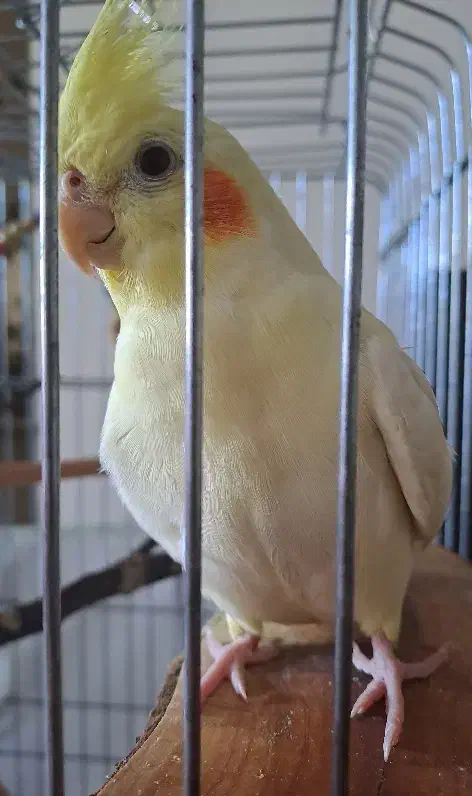 عروس هلندی گمشده|پرنده|نوشهر, |دیوار