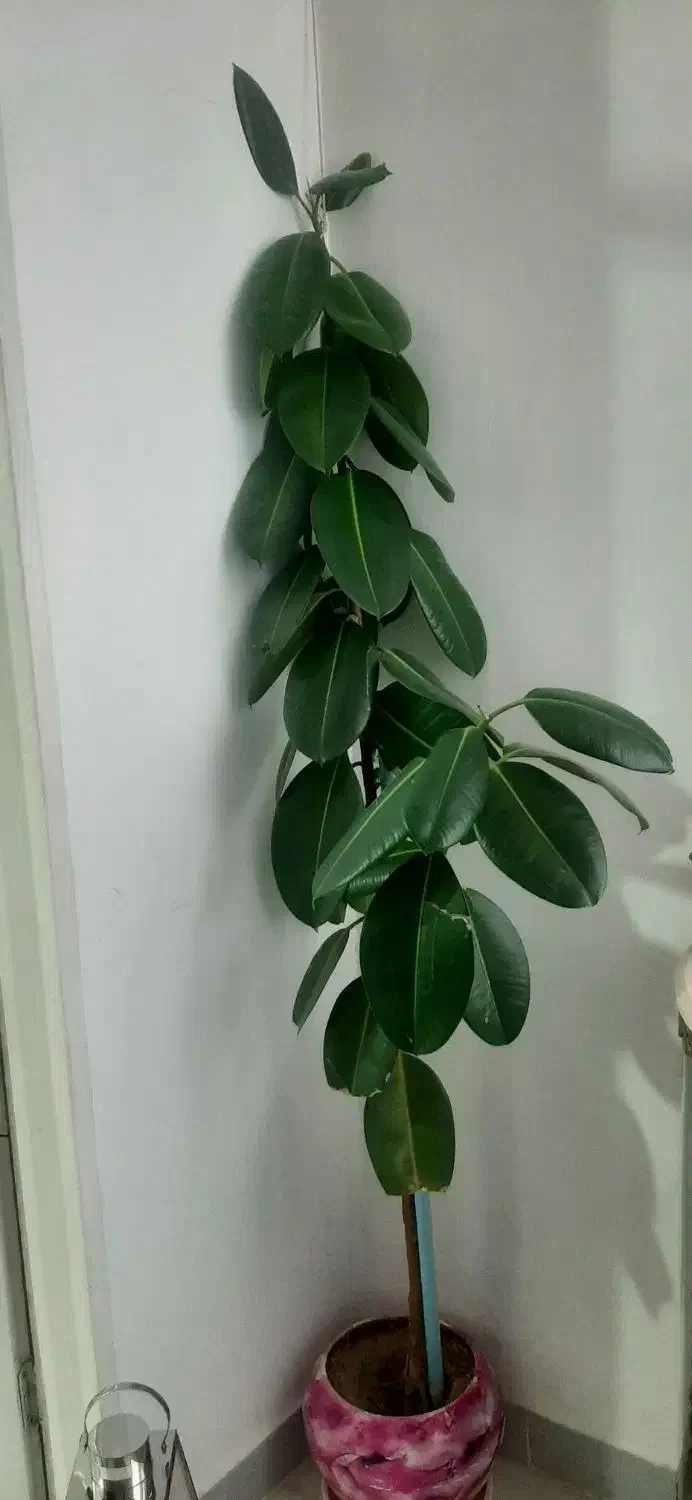 سلام گل طبیعی|گل و گیاه طبیعی|کرمانشاه, |دیوار