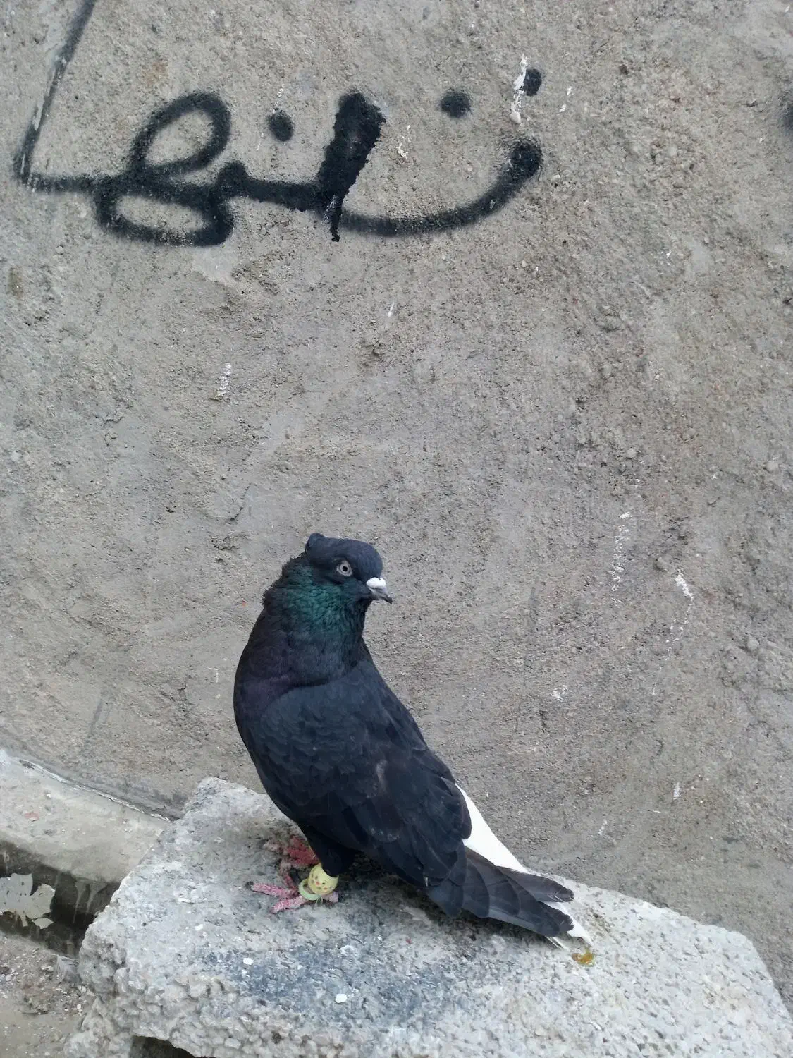 دم سفید|پرنده|شوشتر, |دیوار