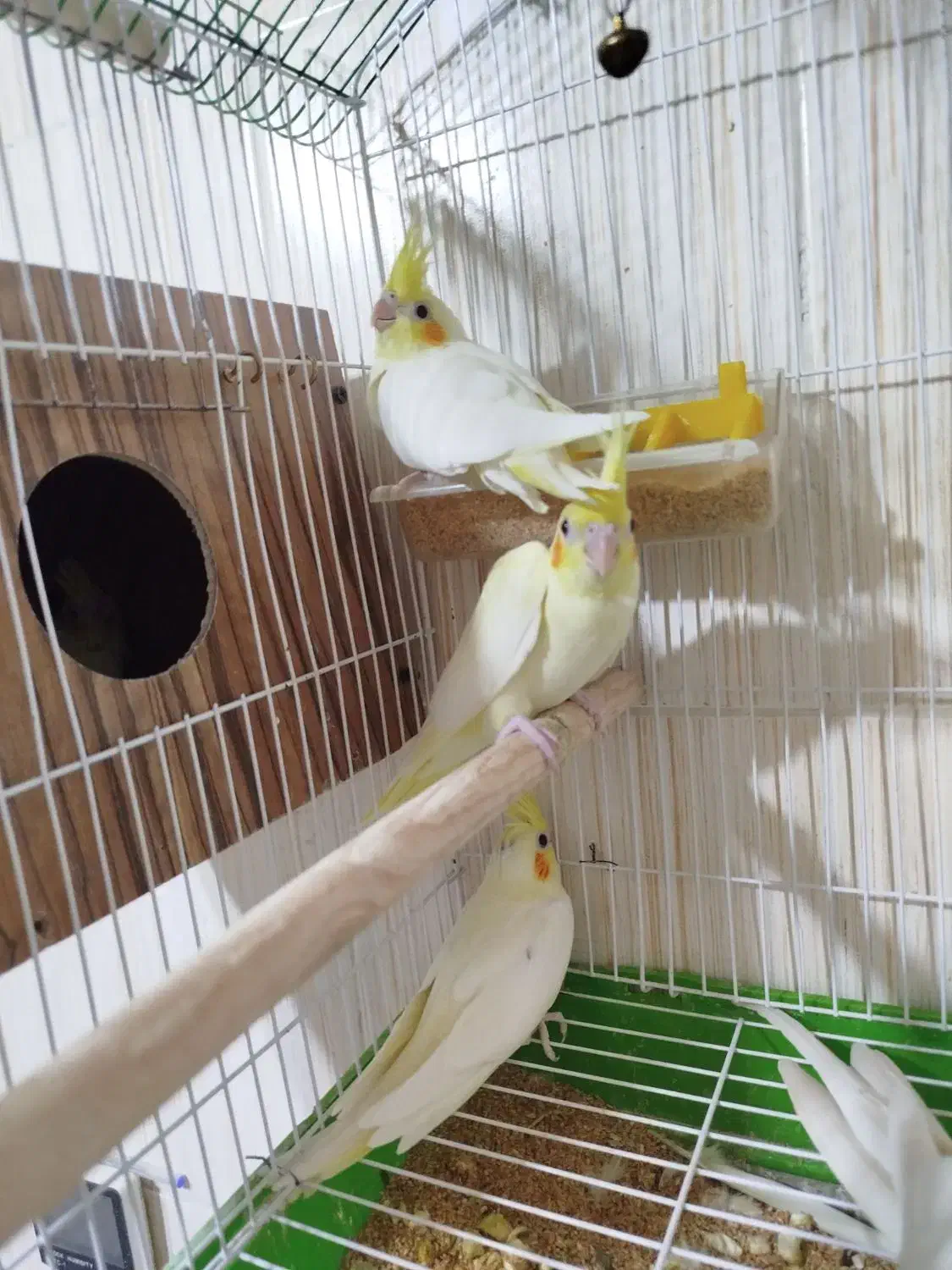 عروس هلندی مولد با جوجه|پرنده|نجفآباد, گلدشت|دیوار