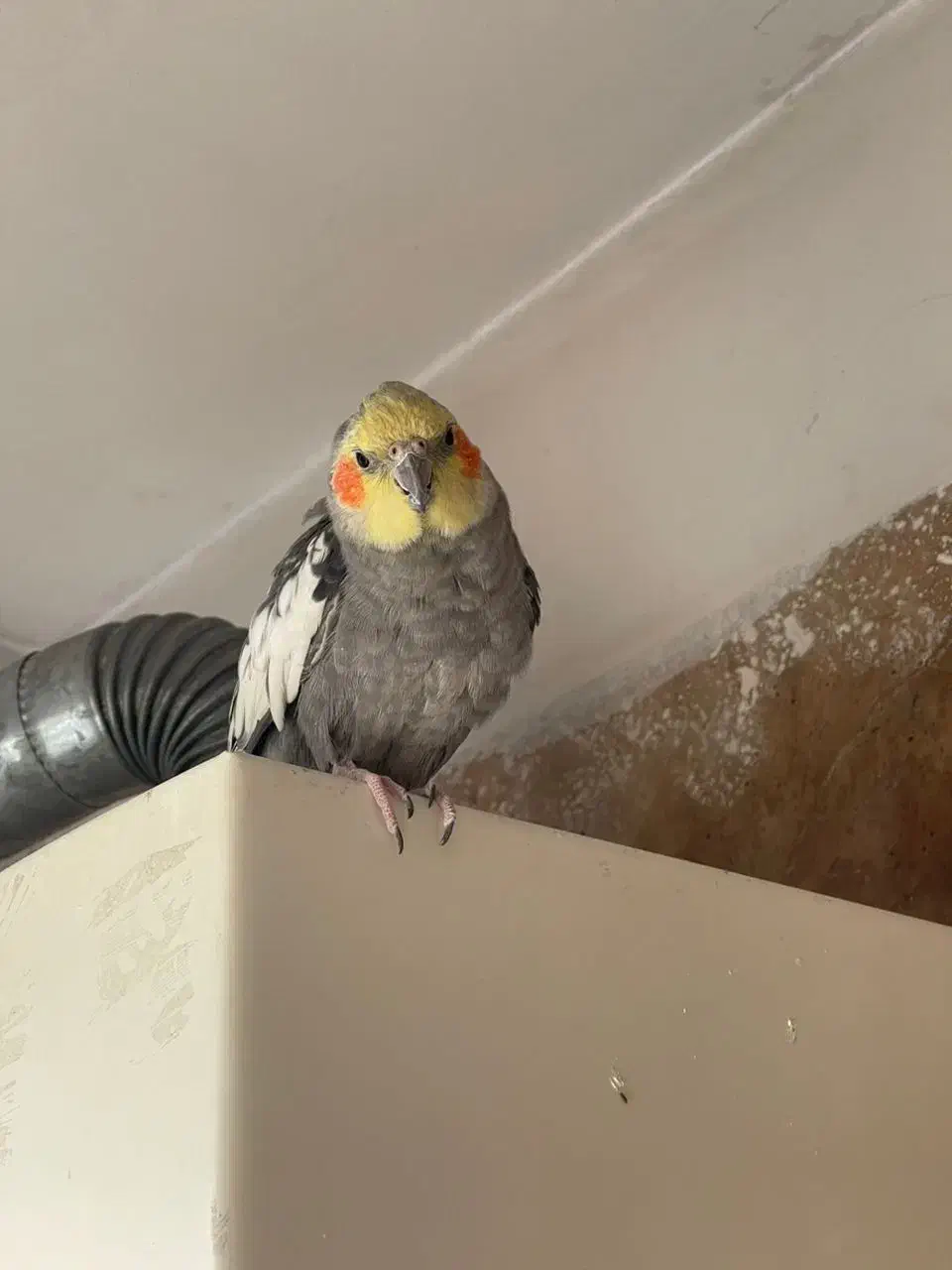 عروس هلندی|پرنده|تهران, سردارجنگل|دیوار