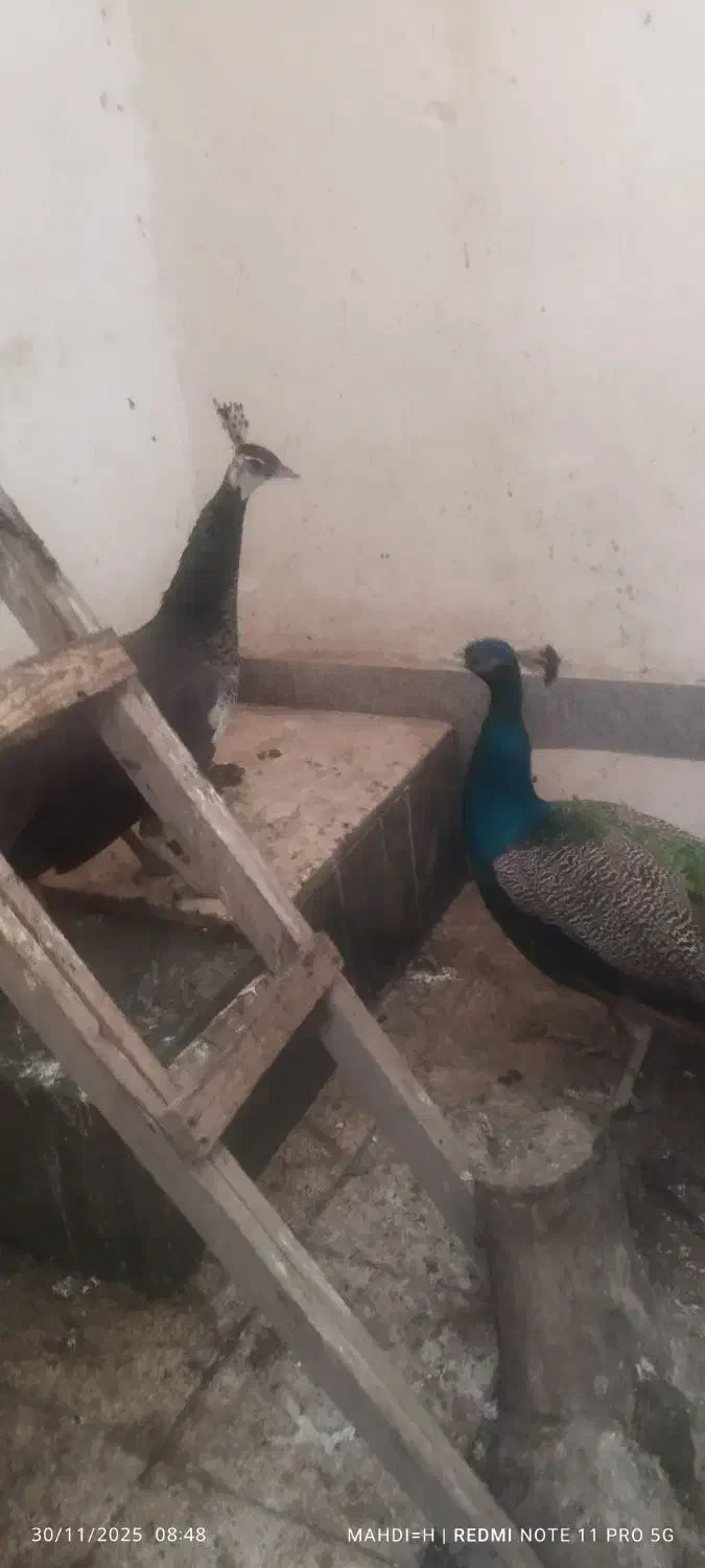 طاووس|پرنده|مشهد, انقلاب|دیوار