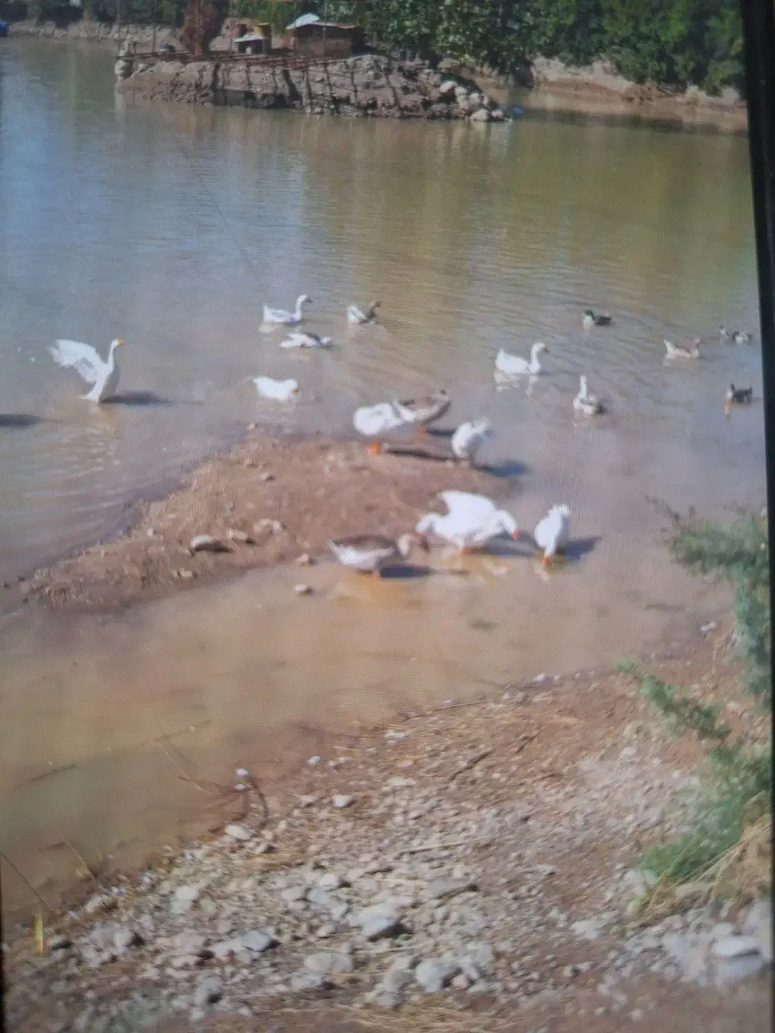 تخم اردک وقوغاز ایرانی و خارجی|حیوانات مزرعه|علی‌آباد کتول, |دیوار