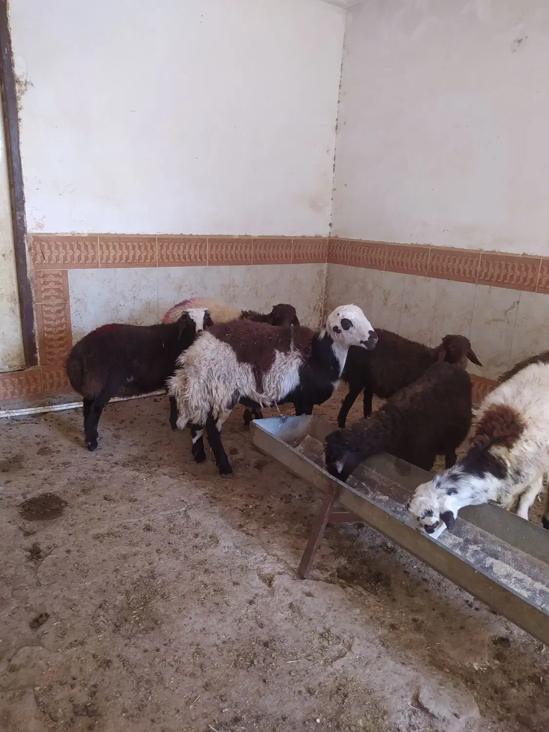 بره نر قوچی و پرواری|حیوانات مزرعه|تربتحیدریه, حاجی یار|دیوار