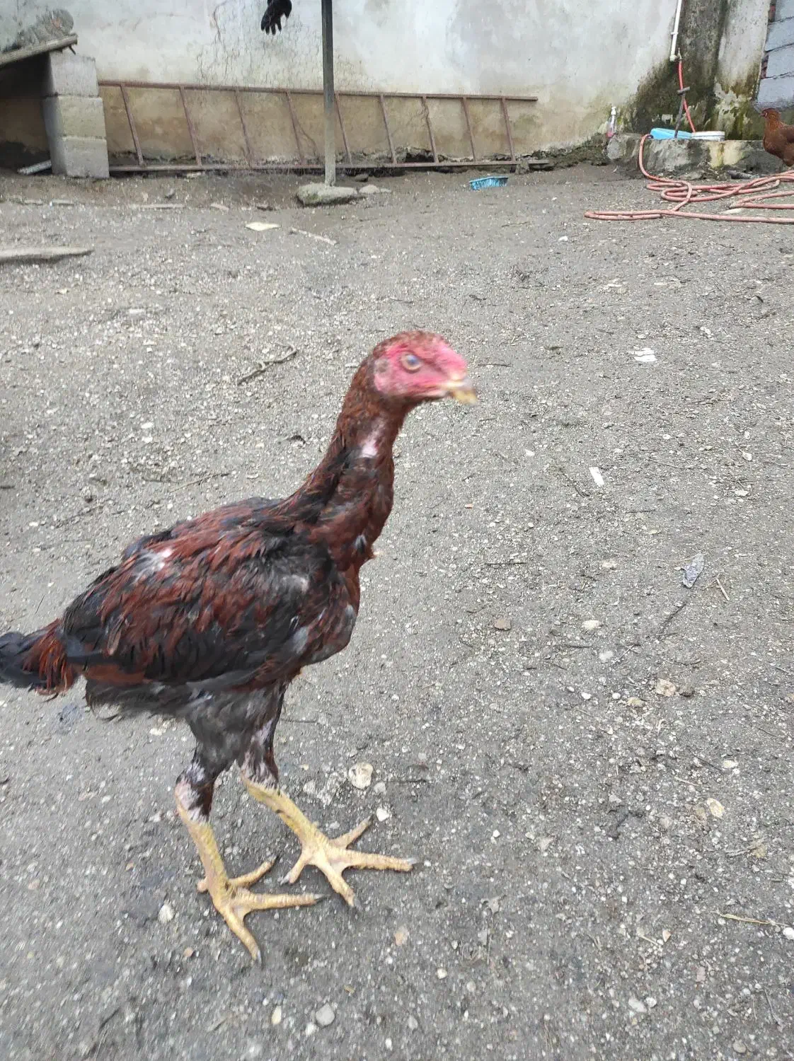 جوجه لاری افغان چهار ماهه ۷۰۰هزار|حیوانات مزرعه|آستارا, |دیوار