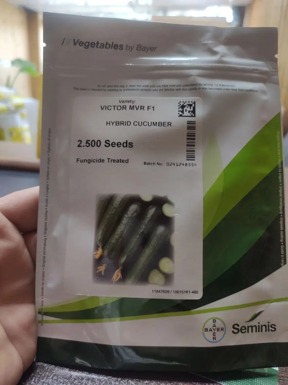 بذر خیار ویکتور|خدمات باغبانی و درختکاری|ساری, |دیوار