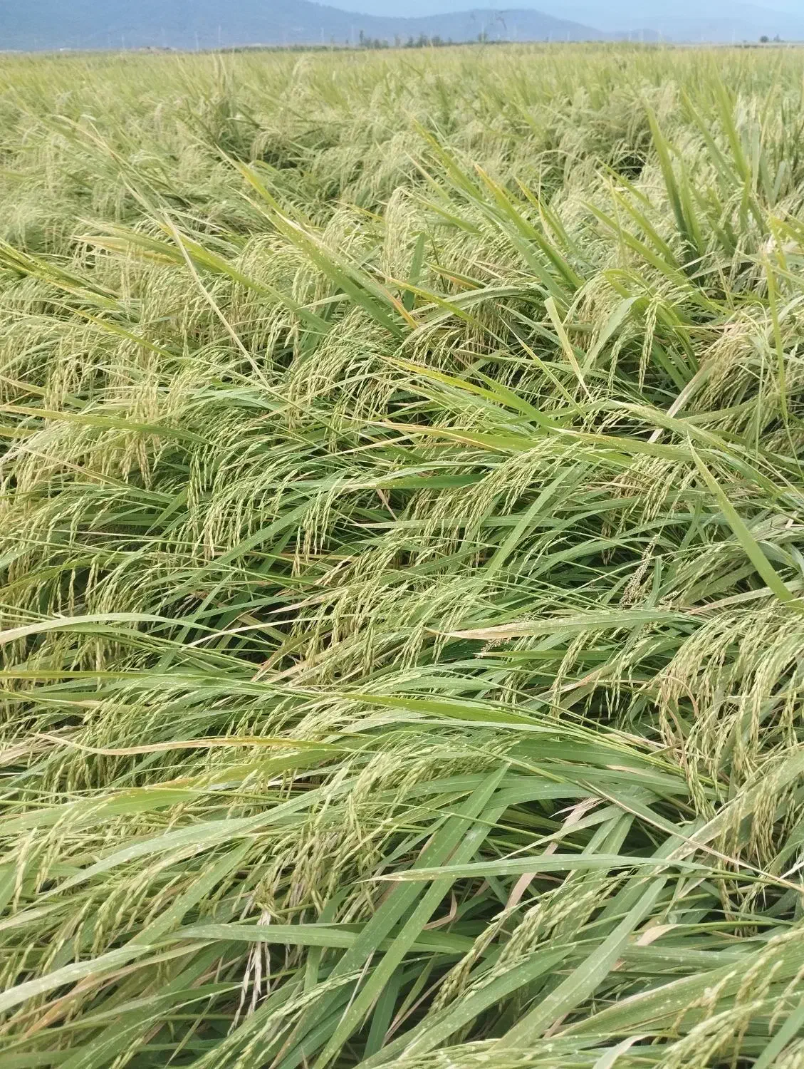 برنج طارم فجر|خوردنی و آشامیدنی|گرگان, |دیوار