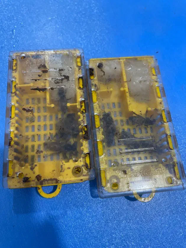 ملکه زنبور f1|حیوانات مزرعه|کردکوی, |دیوار