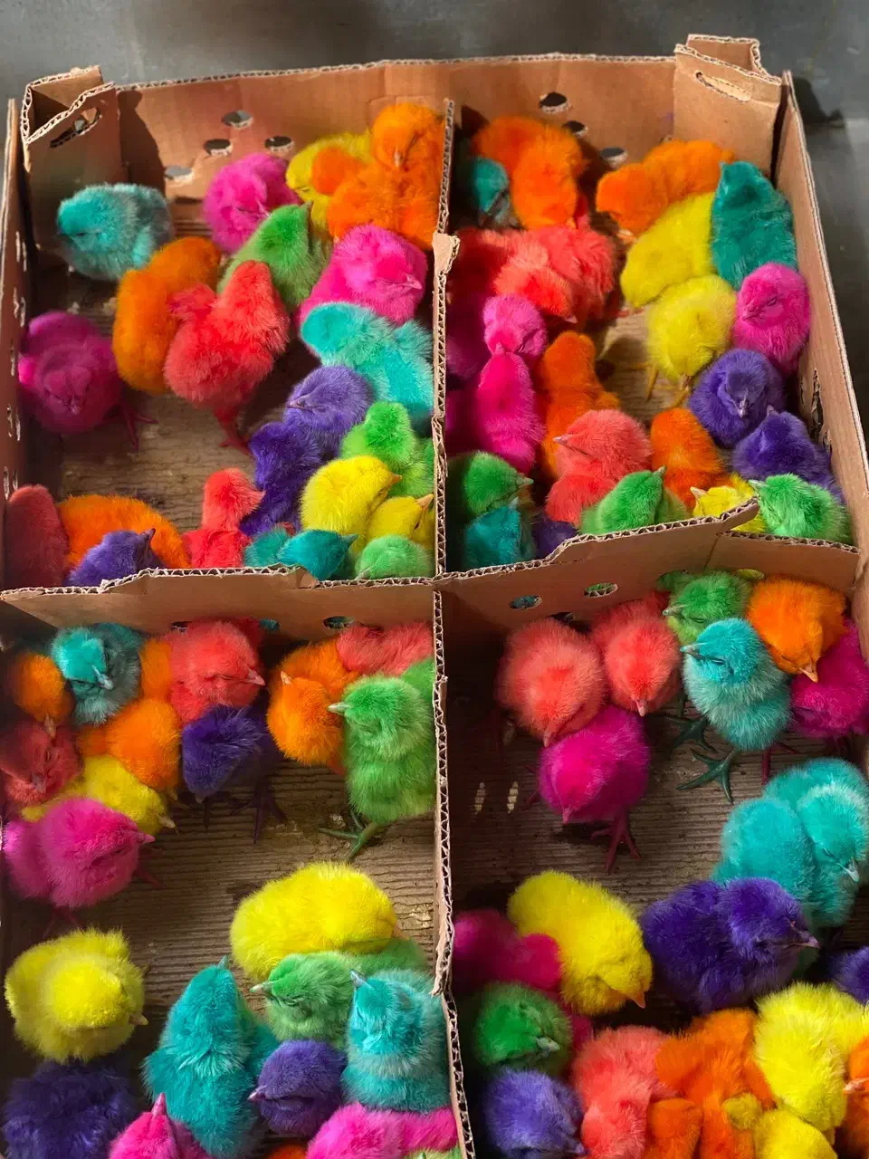 چوری پنبه ای خوشگل|حیوانات مزرعه|جیرفت, |دیوار