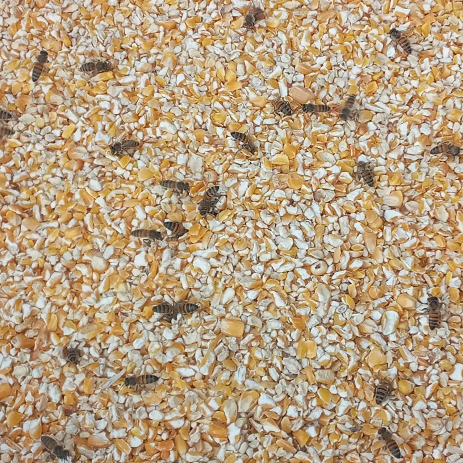 ۲۹۵۰ متر محوطه برای اجاره باغستان سعیدآباد|اجارهٔ دفتر صنعتی، کشاورزی، تجاری|باغستان, |دیوار