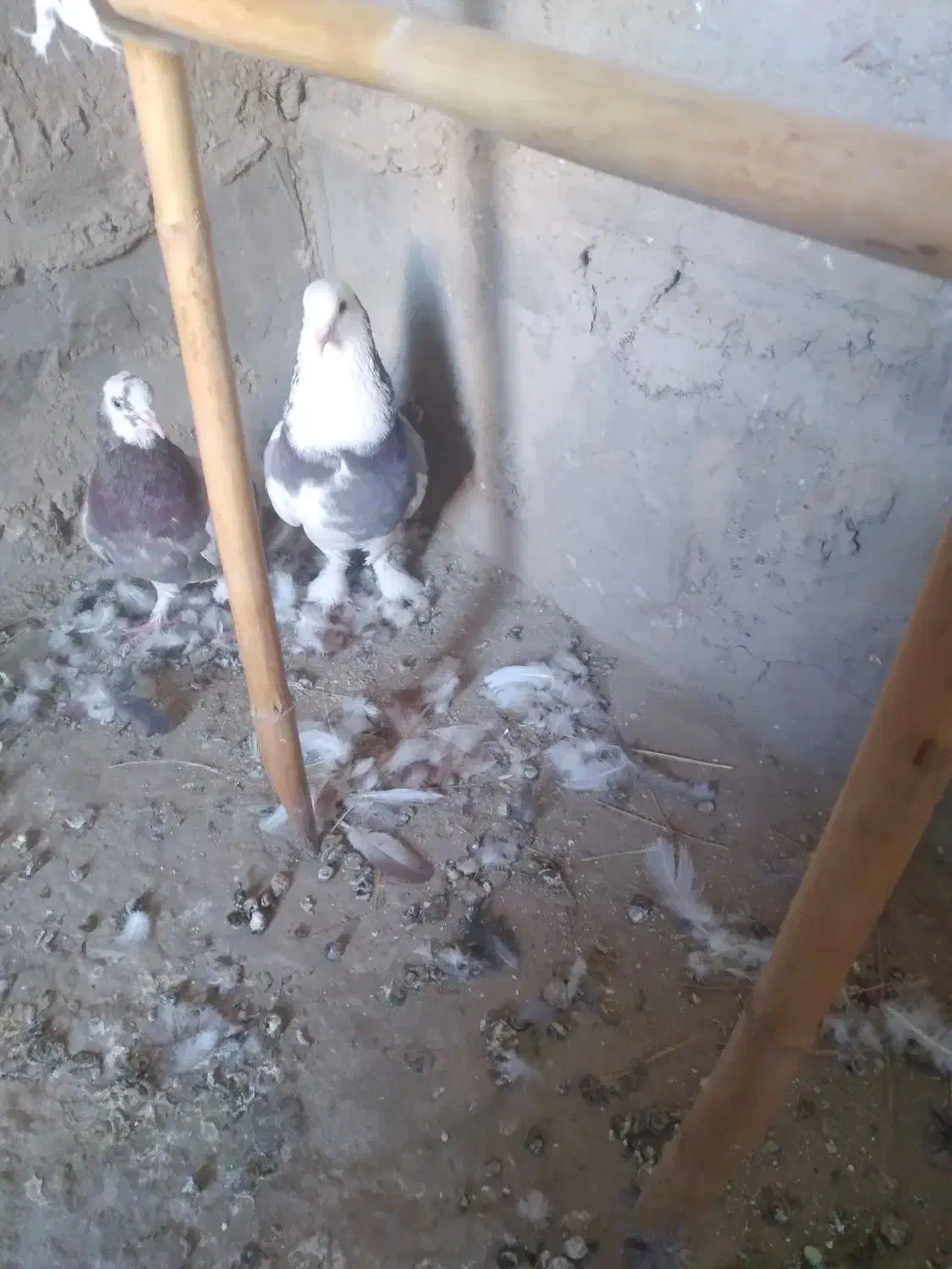 سلام یک جفت کور کورو نسل قدیم|پرنده|جزنیک, |دیوار