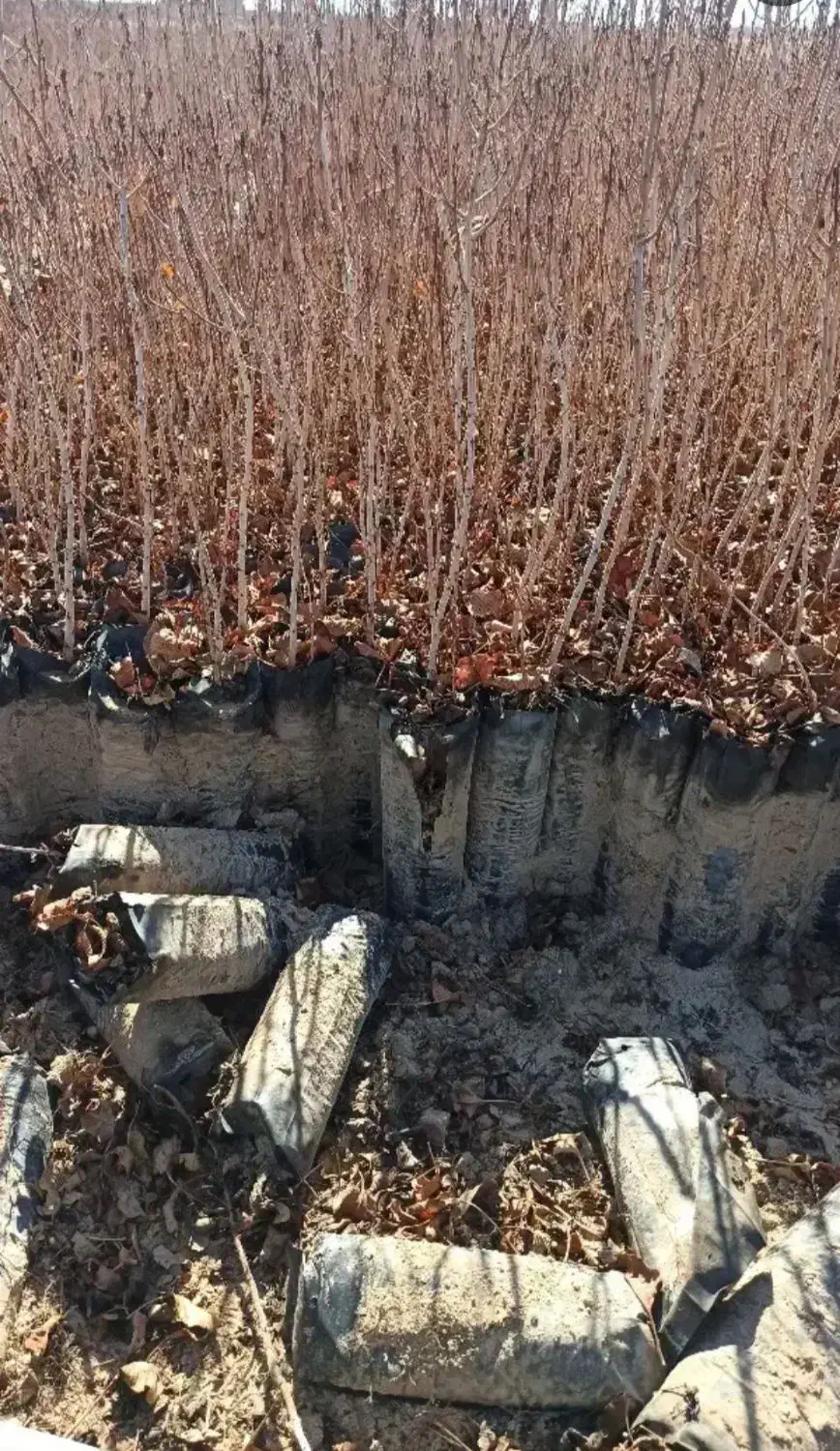 نهال پسته درجه یک|خدمات باغبانی و درختکاری|مهریز, |دیوار