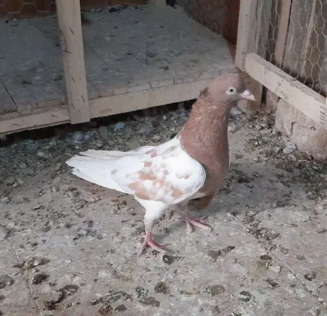 کبوتر رنگی|پرنده|قم, کاسه گران|دیوار