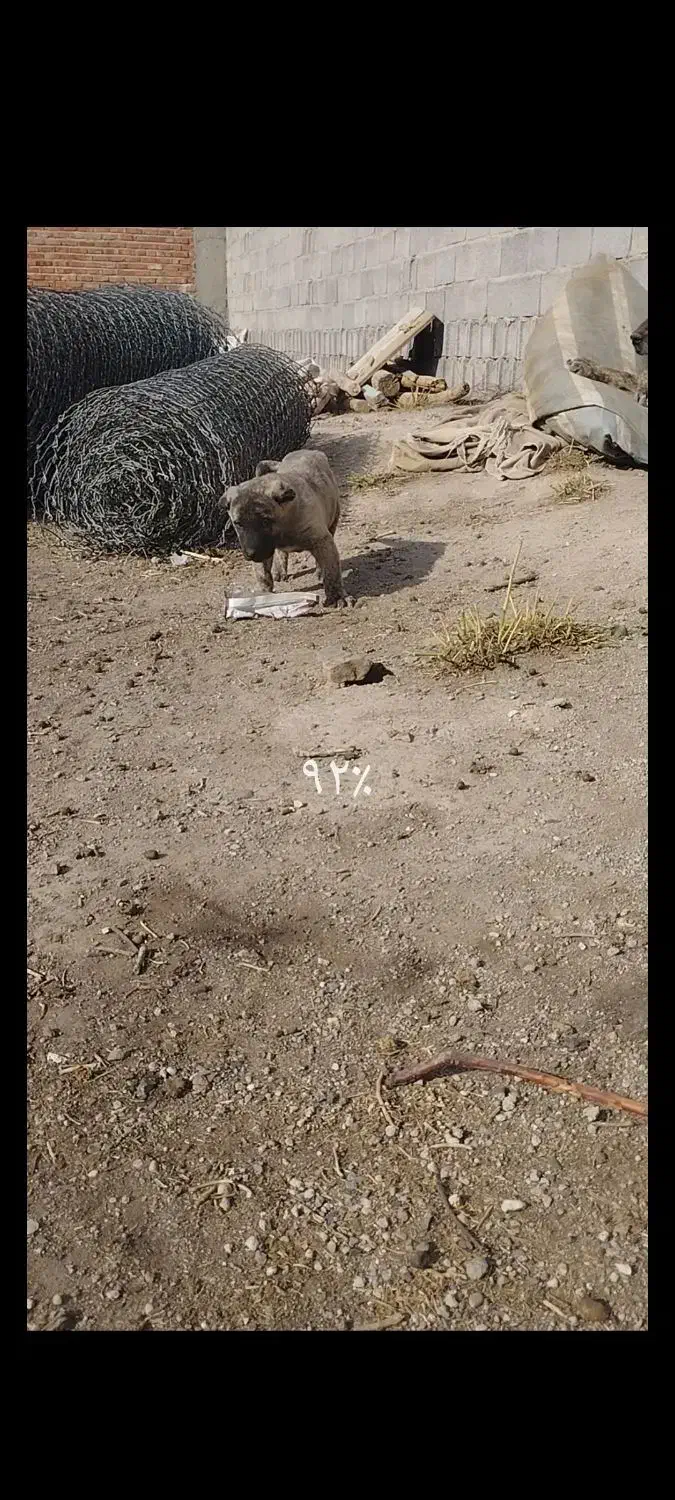 سگ‌عرقی|سگ|ملکان, |دیوار