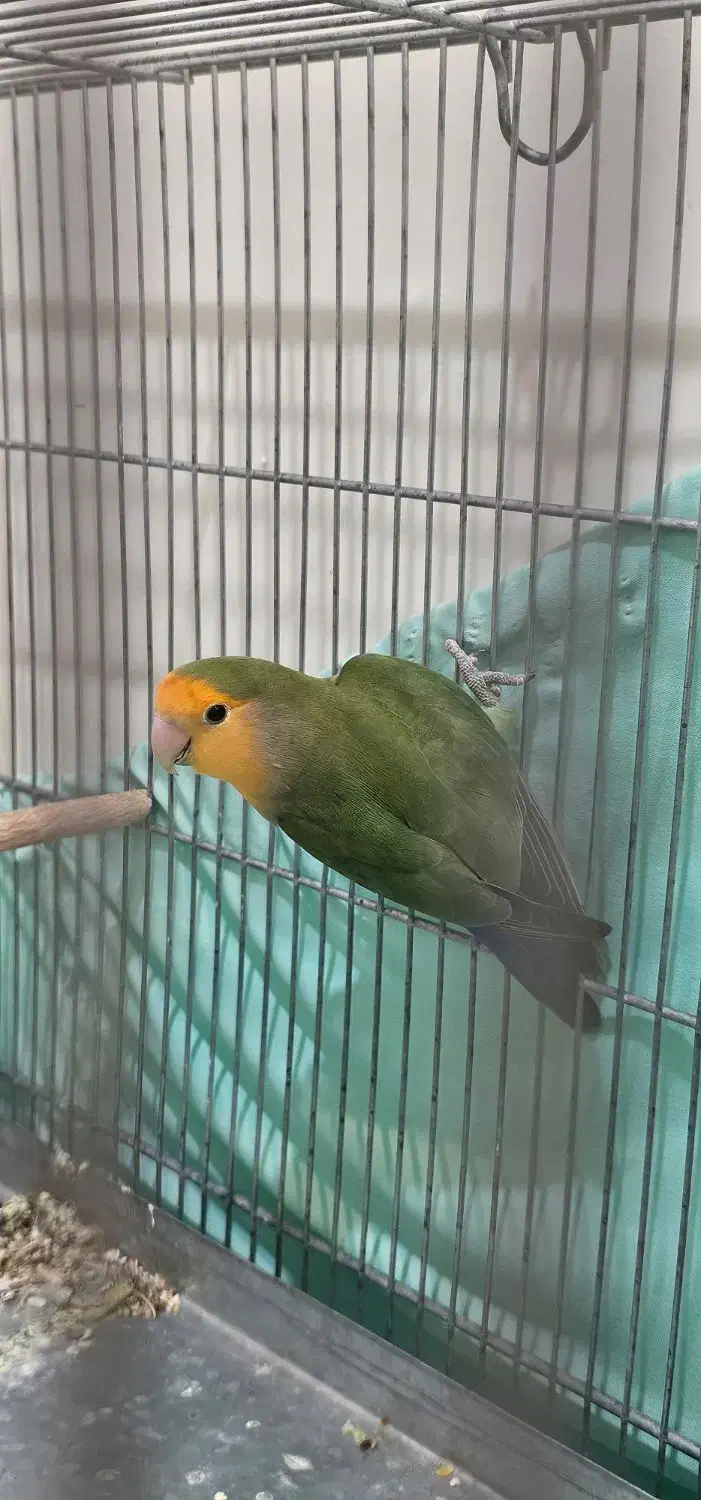 طوطی برزیلی|پرنده|پردیس, فاز ۸|دیوار