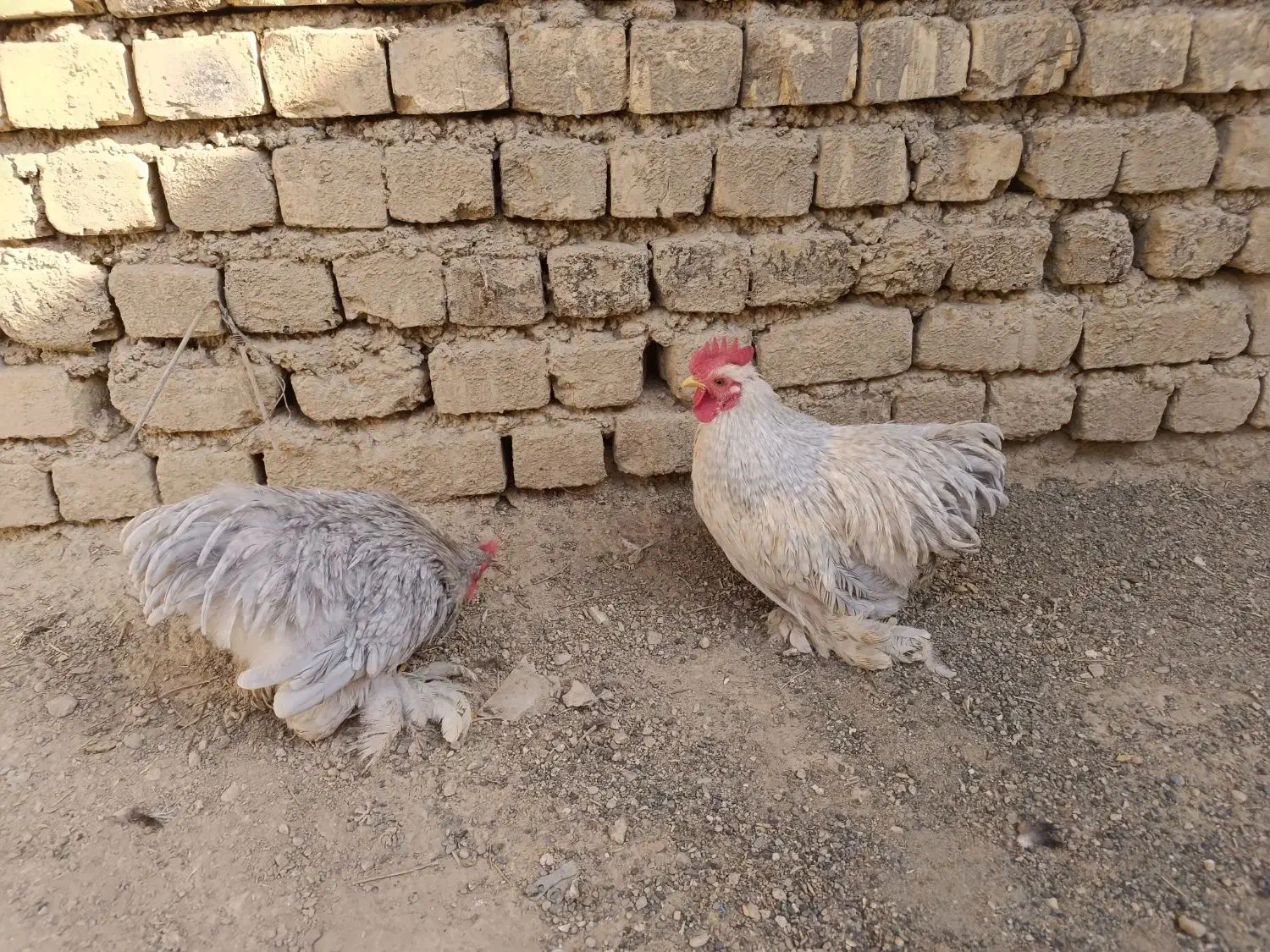 خروس کوشین|حیوانات مزرعه|اصفهان, ارغوانیه|دیوار