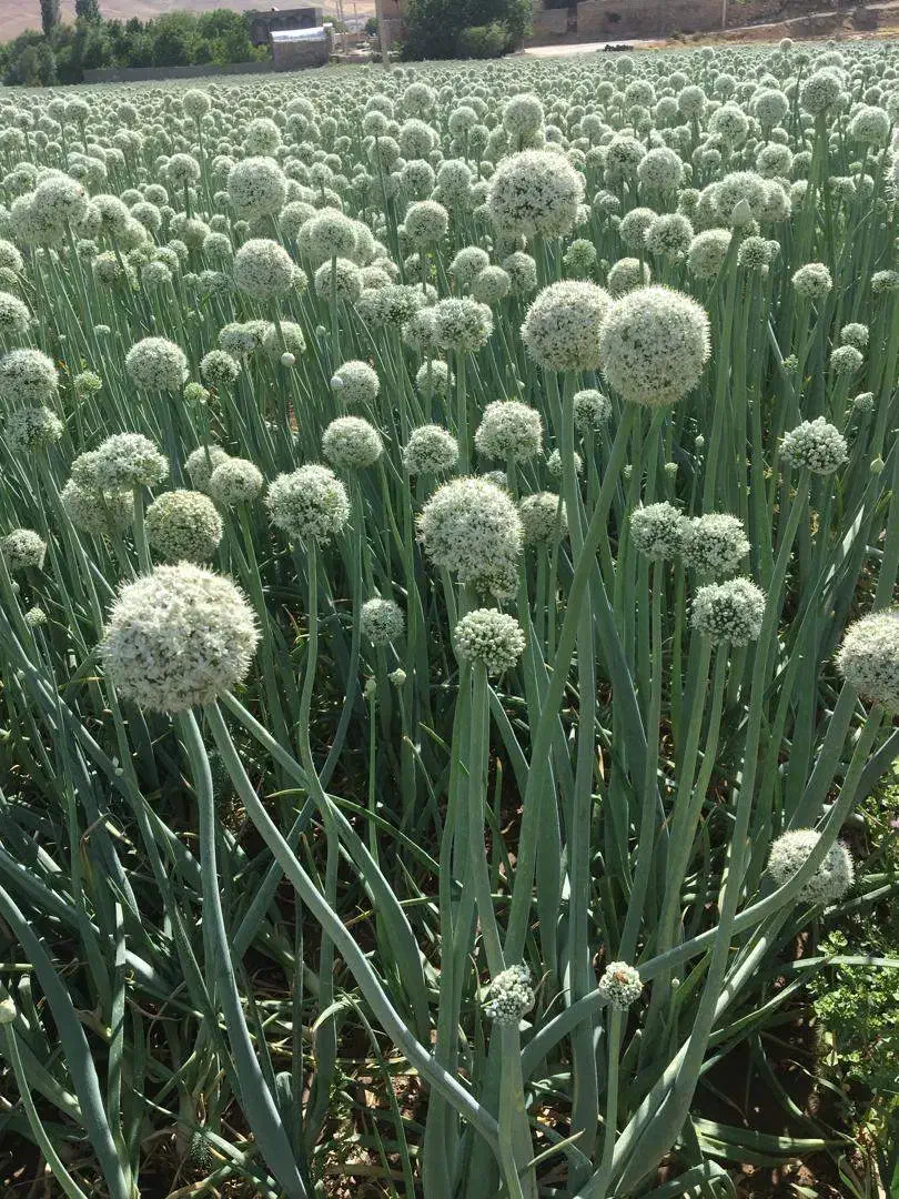 بذر پیاز قرمز|عمدهفروشی|هرسین, |دیوار