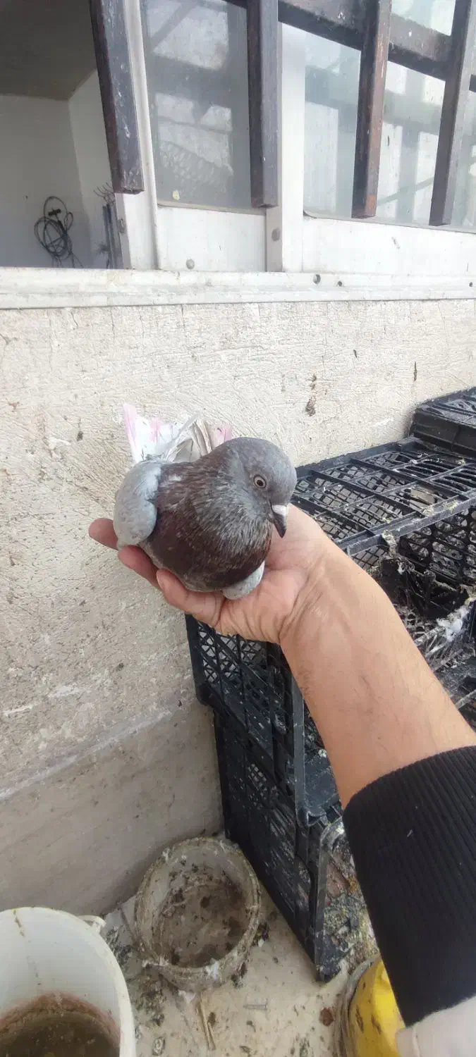 کفتر غریب گیری200|حیوانات|گرگان, |دیوار