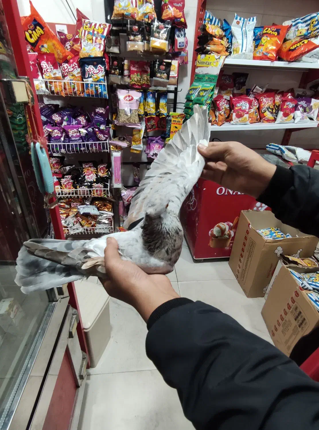 یک عدد کفتر سرور پرشی تیپی|پرنده|مینودشت, |دیوار