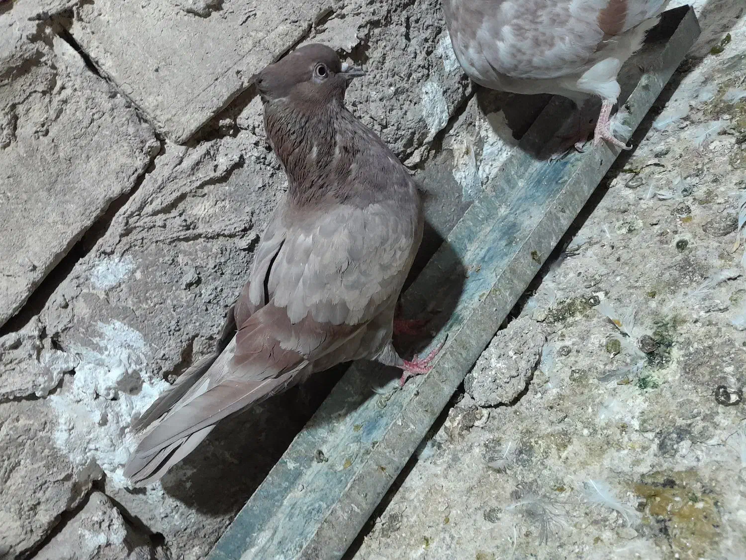 کفتر پرشی|پرنده|ری, شهادت|دیوار