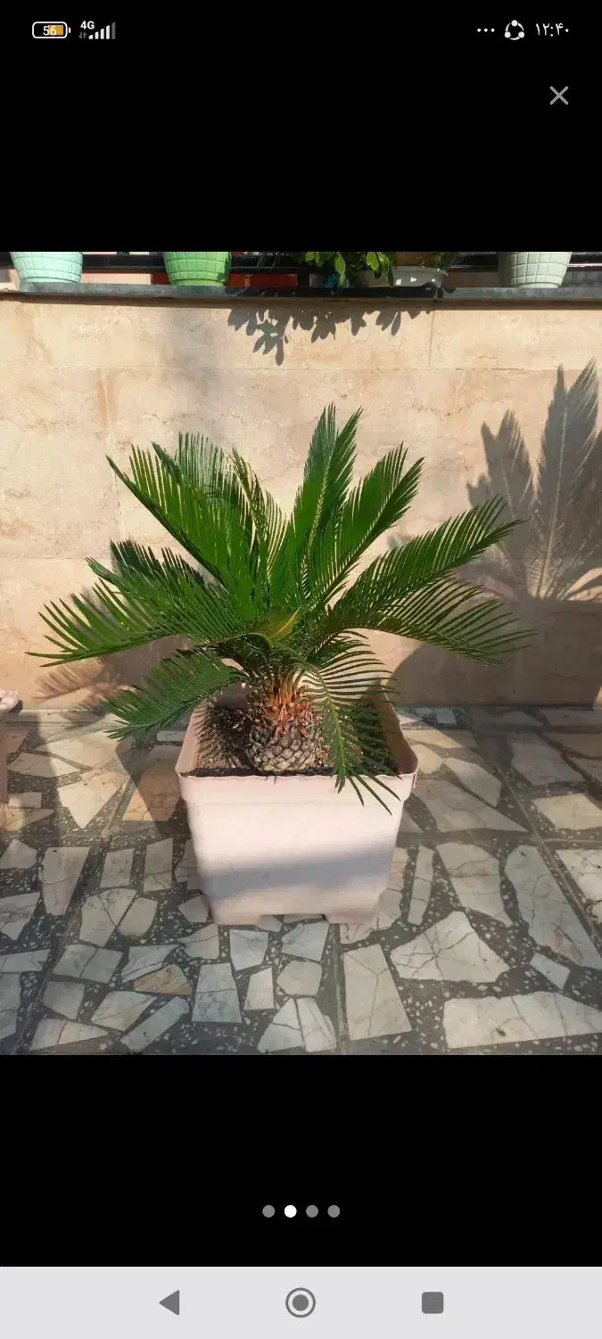 گل سیکاس|گل و گیاه طبیعی|تهران, شهید رجایی|دیوار