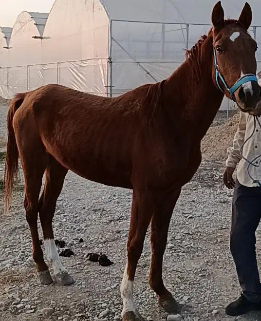 اسب|اسب و تجهیزات اسب‌سواری|تهران, منیریه|دیوار