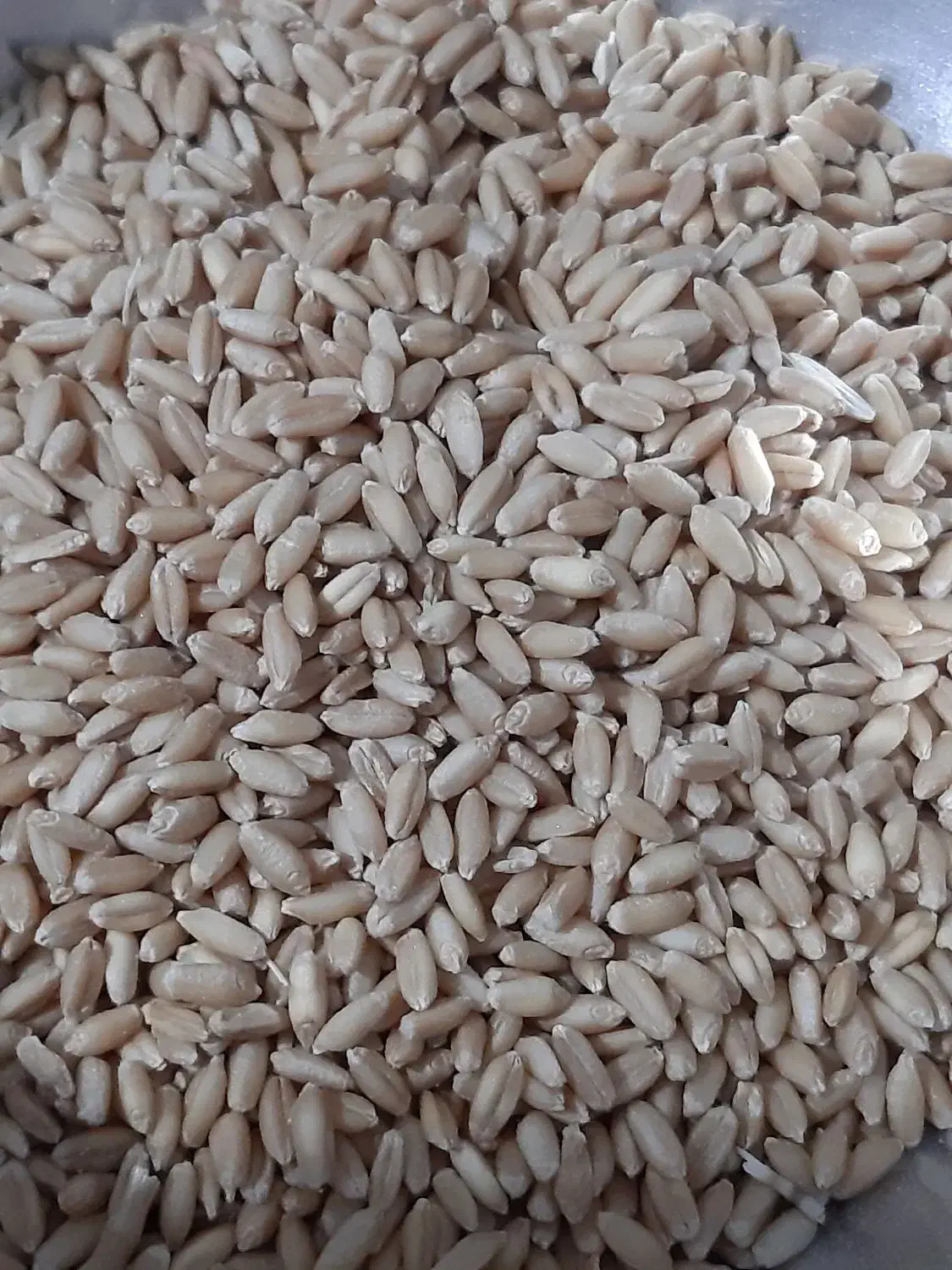 گندم|حیوانات مزرعه|نورآباد, |دیوار