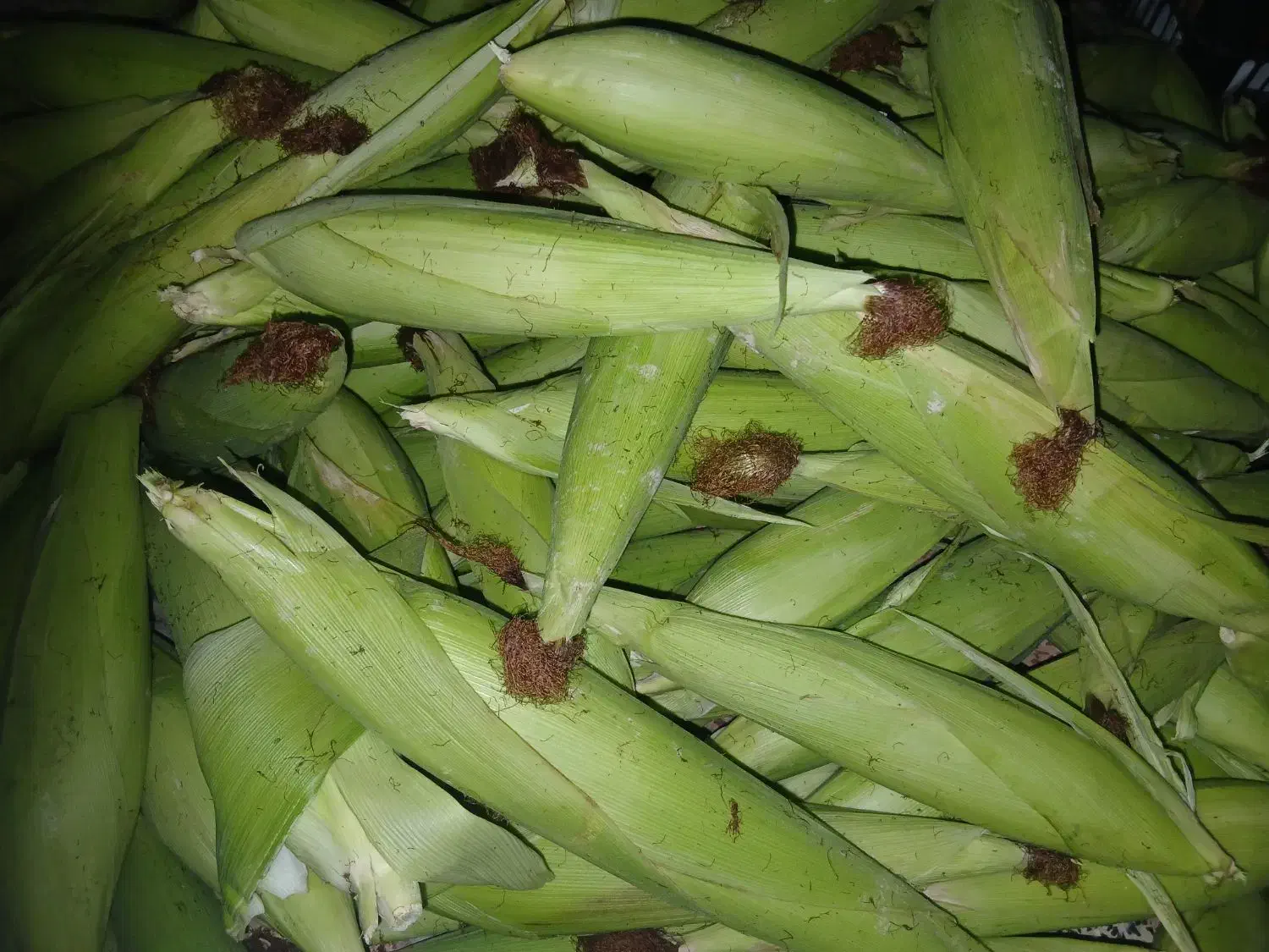 بلال|خوردنی و آشامیدنی|دامغان, |دیوار