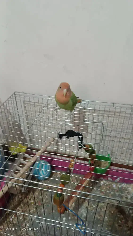 ۳عد طوطی برزیلی شیطون با قفس و لوازم|پرنده|قدس, شهر‌قدس|دیوار