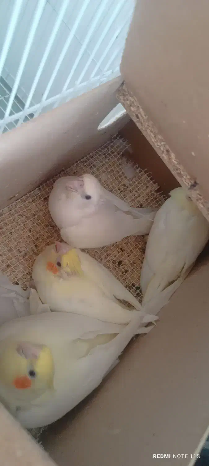 طوطی عروس|پرنده|تربت‌حیدریه, قائم|دیوار