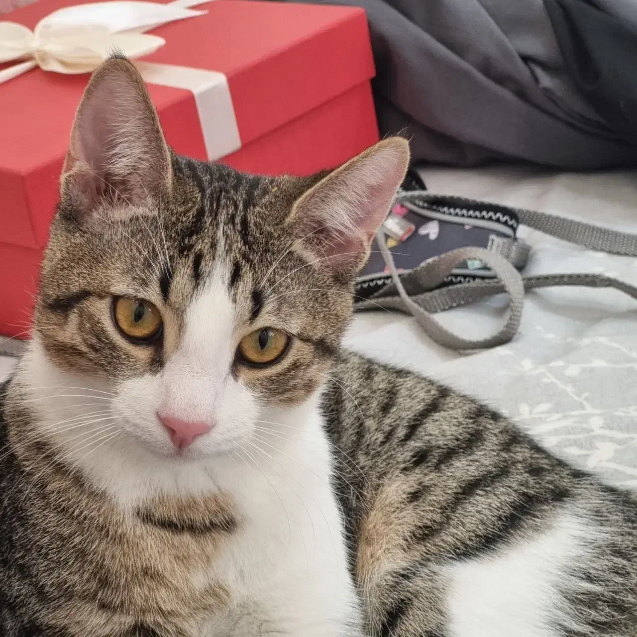 واگذاری گربه|گربه|رشت, نیکمرام|دیوار