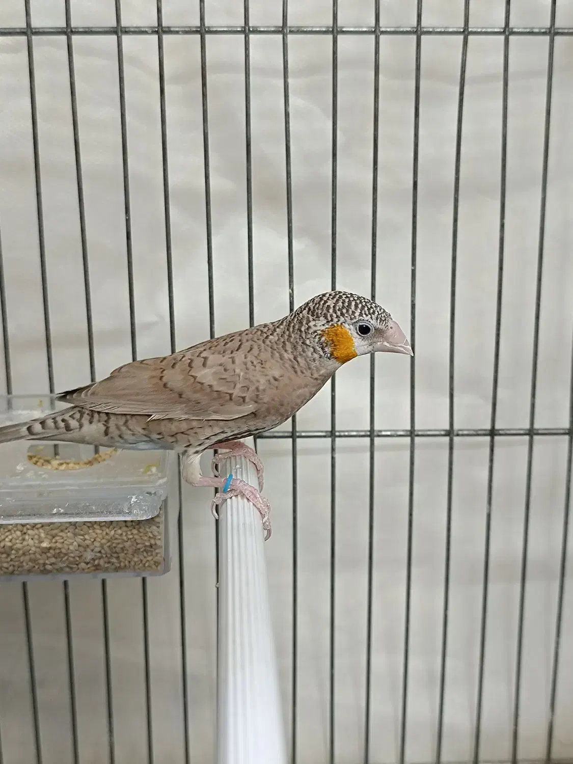 فنچ گلوبریده حنایی روبان نارنجی|پرنده|شیراز, رازی|دیوار