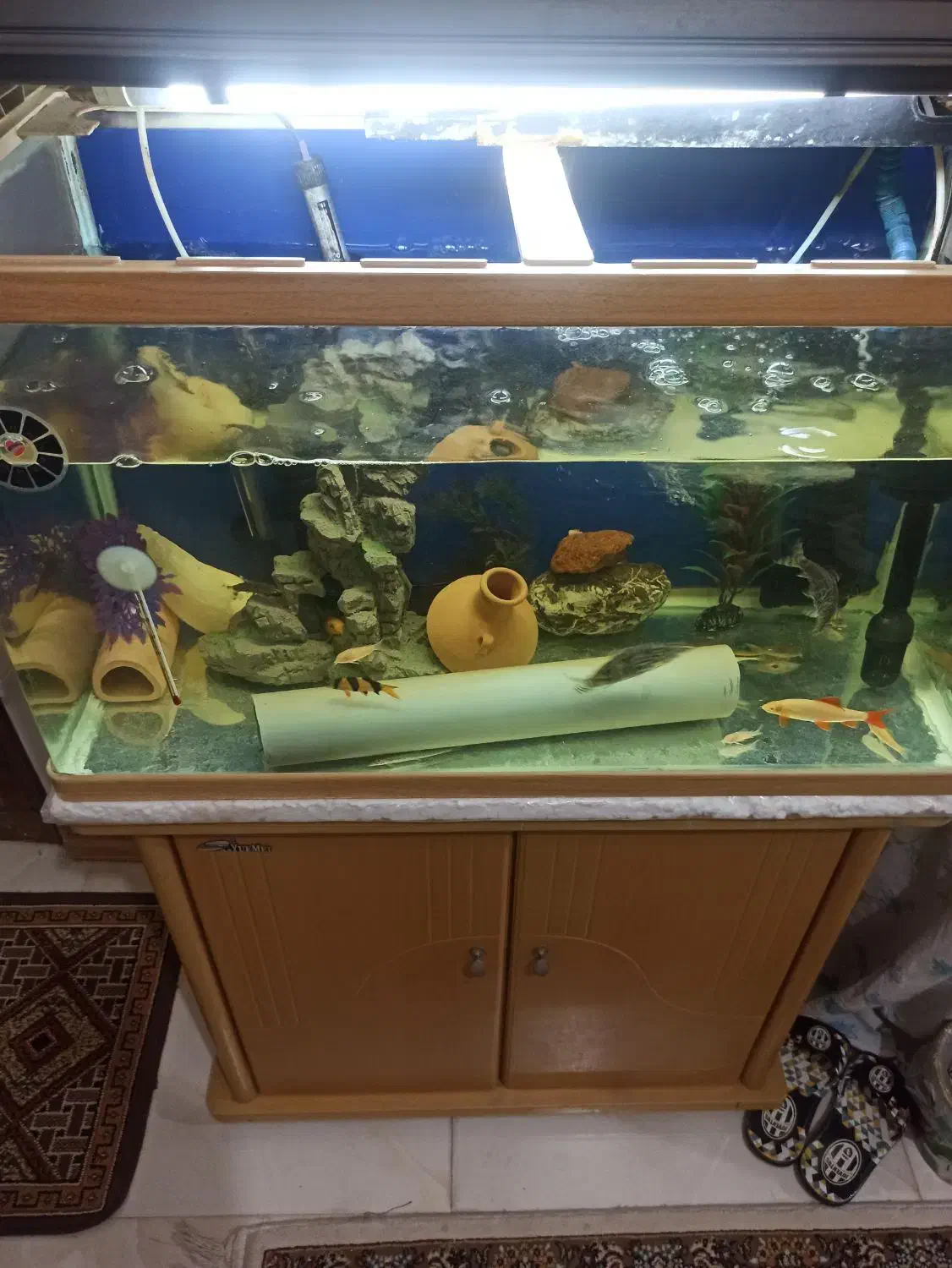 فروش دو عدد آکواریوم با کلی لوازم|ماهی|رشت, دباغیان|دیوار