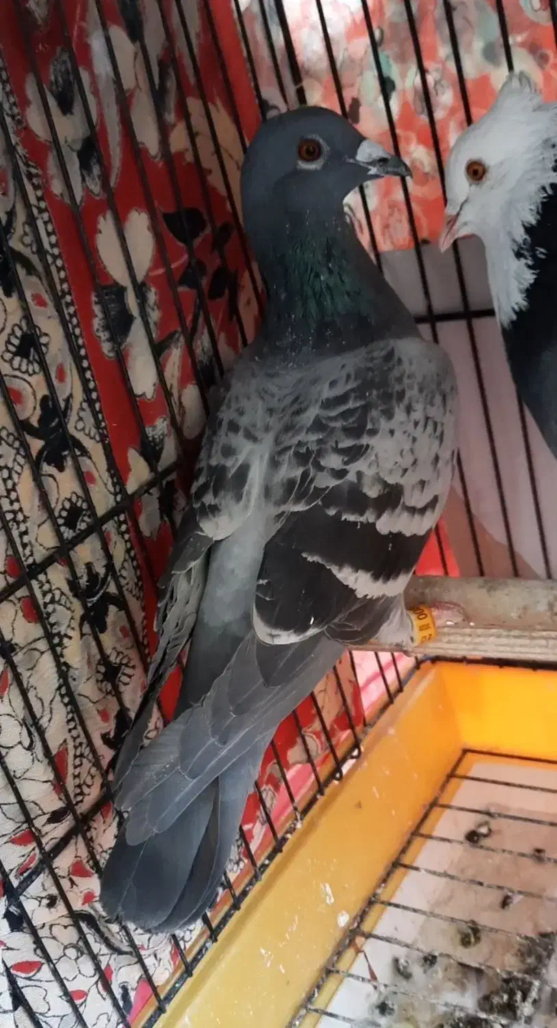 دوبر ماده|پرنده|اردبیل, |دیوار