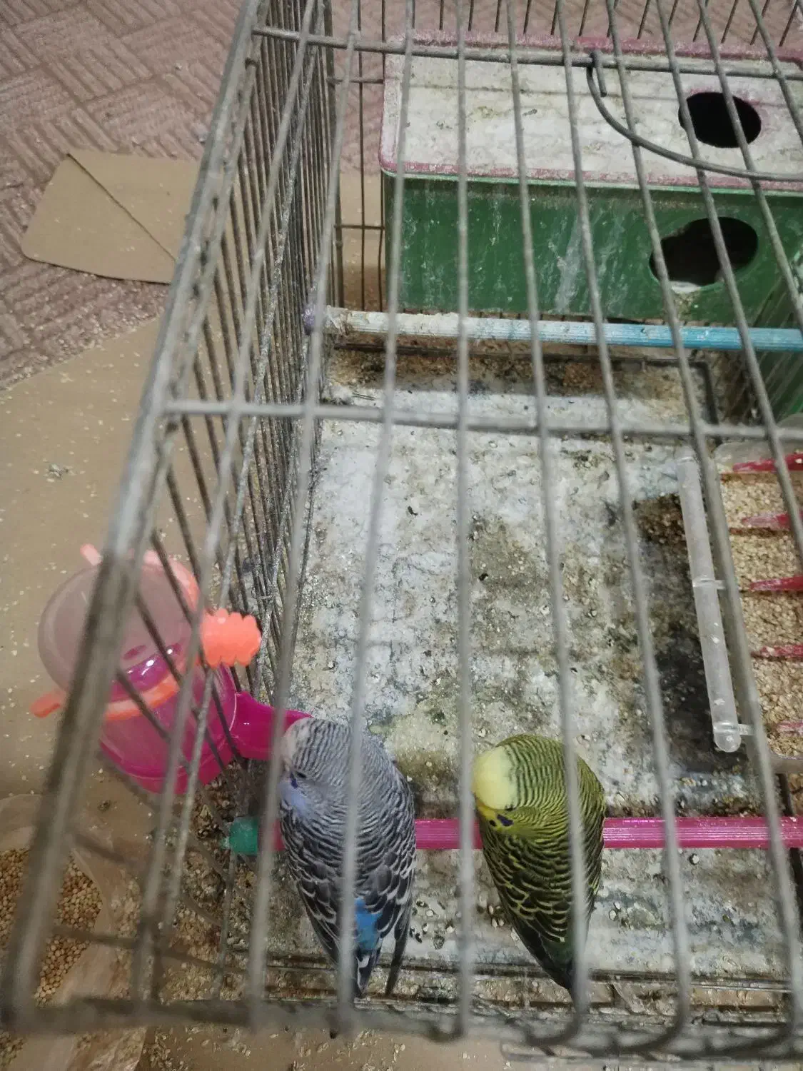 مرغ عشق با تخم جوجه|پرنده|نجف‌آباد, الله اکبر|دیوار