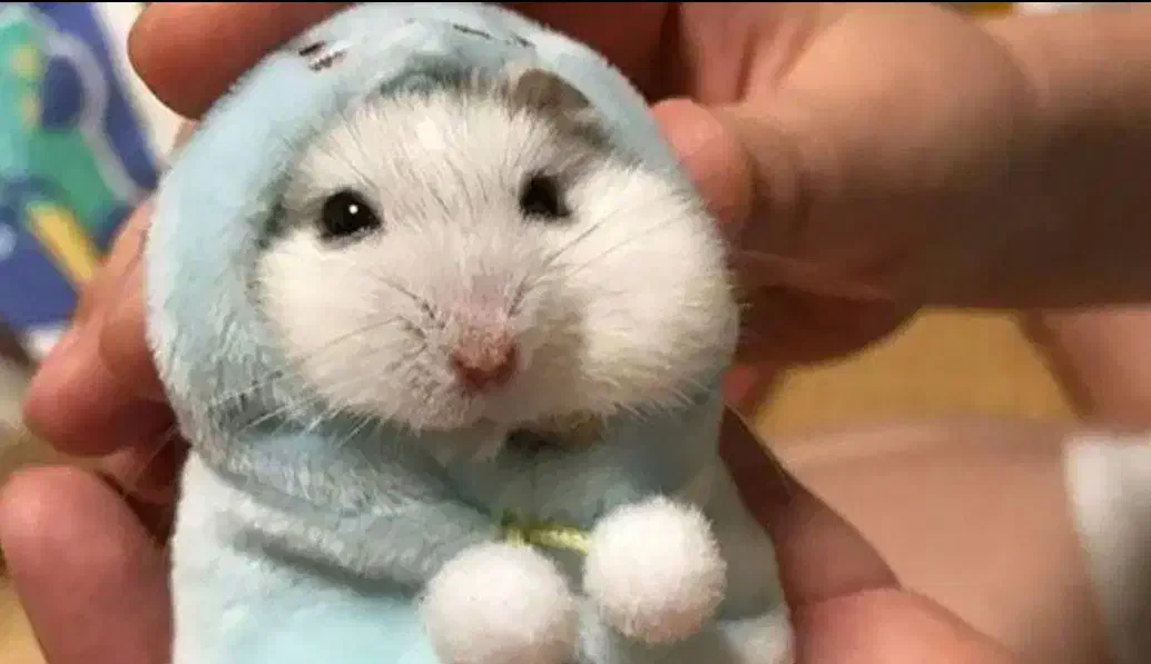 پودل خرگوش فندقی|موش و خرگوش|اصفهان, احمدآباد|دیوار