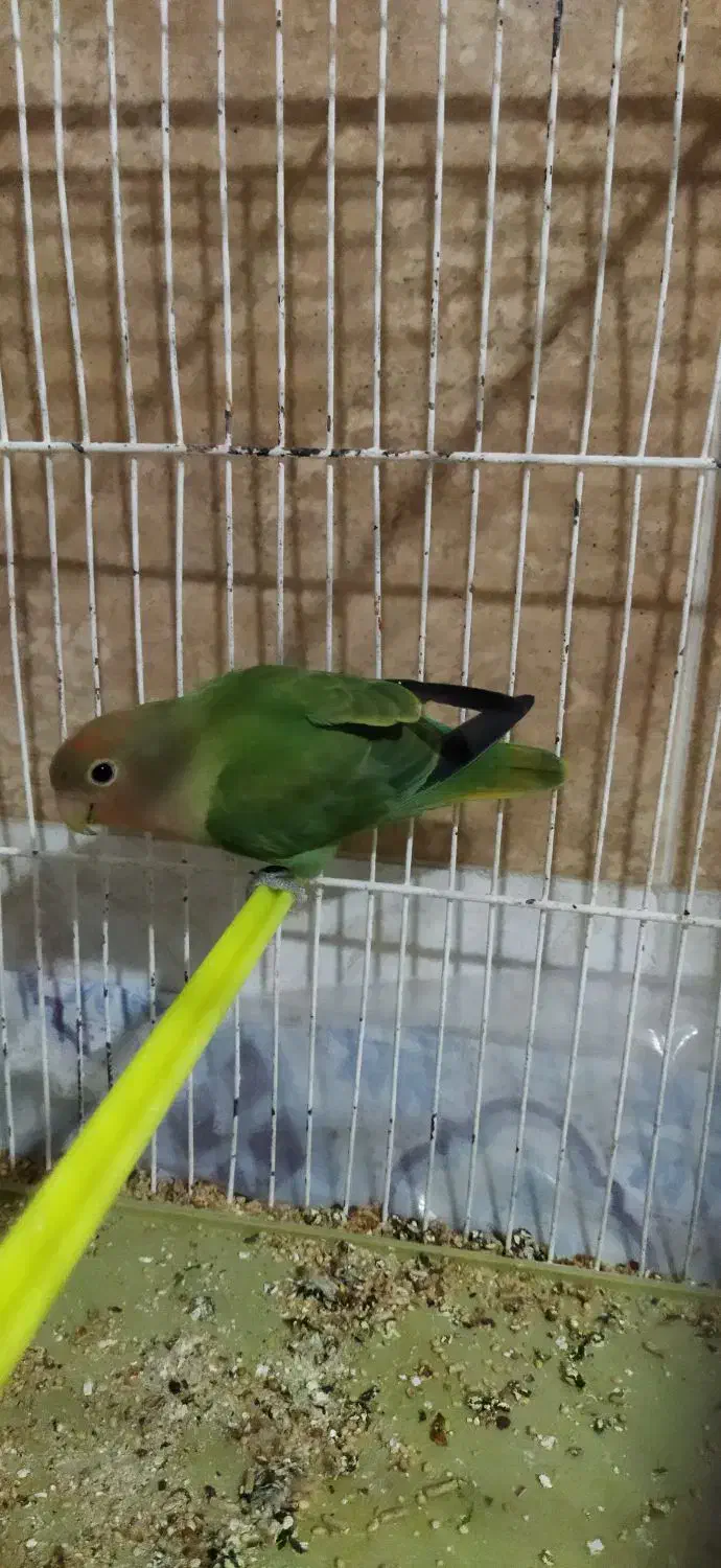 طوطی برزیلی|پرنده|مرند, |دیوار