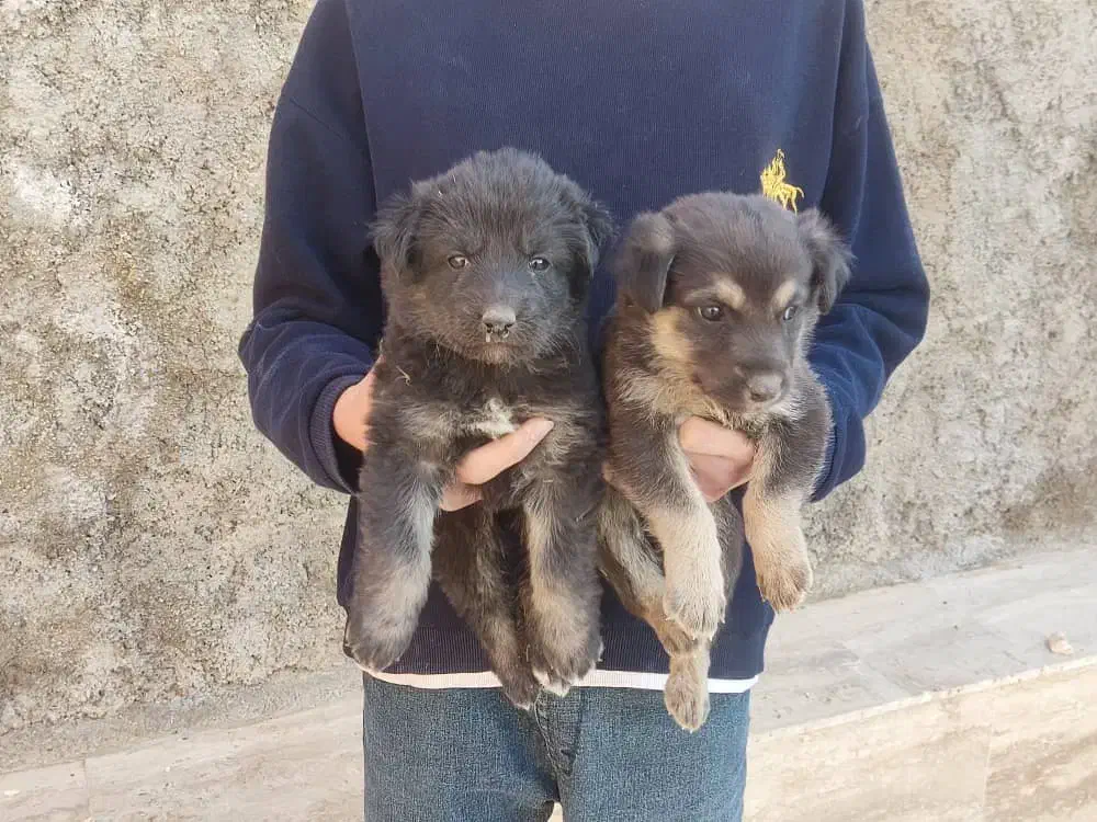 واگذاری|سگ|شیراز, فضل‌آباد|دیوار