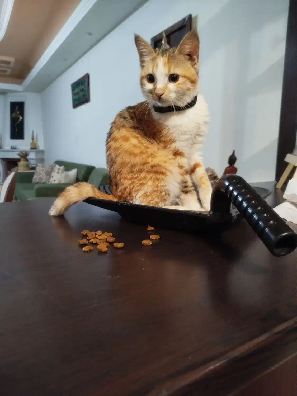 واگذاری بچه گربه|گربه|کرمانشاه, |دیوار