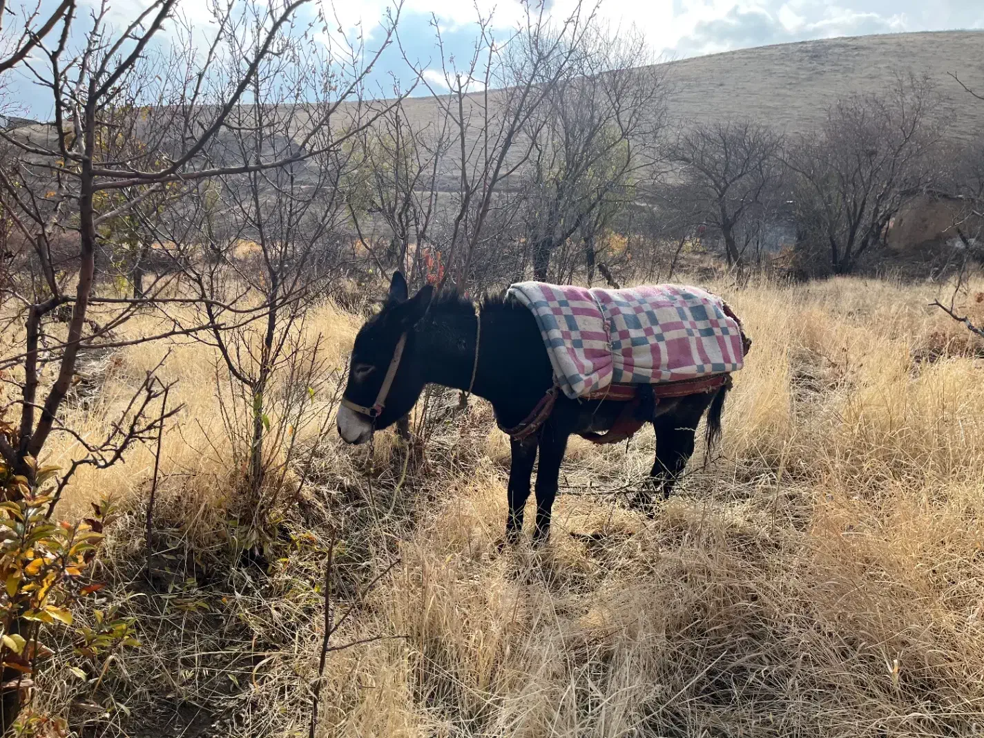 خرنر|حیوانات مزرعه|دینور, |دیوار