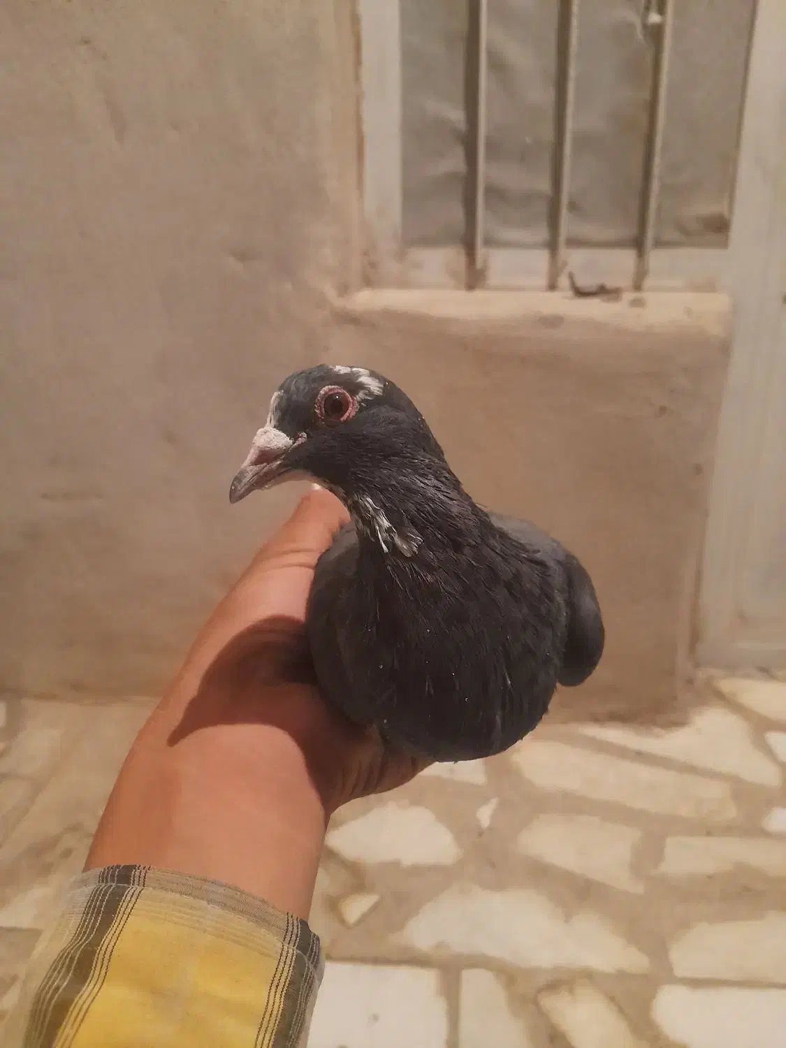 کبوتر خوب و سرحال|پرنده|بافت, |دیوار