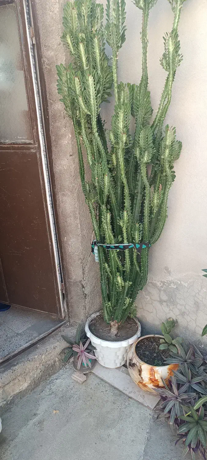 فروش گل|گل و گیاه طبیعی|نقده, |دیوار