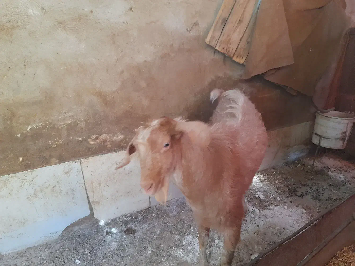 کره مهریز|حیوانات مزرعه|مهریز, |دیوار