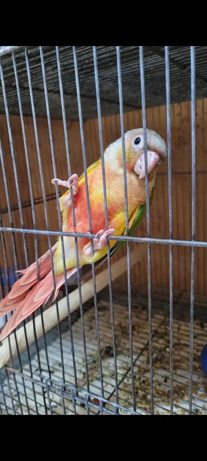 مولد سانچیک و اناناسی رد|پرنده|تهران, دانشگاه شریف|دیوار