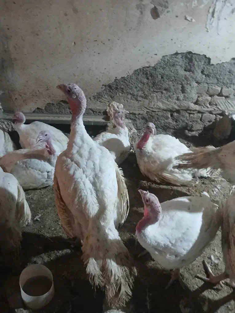 بوقلمون|حیوانات مزرعه|هشتگرد, تهران دشت|دیوار