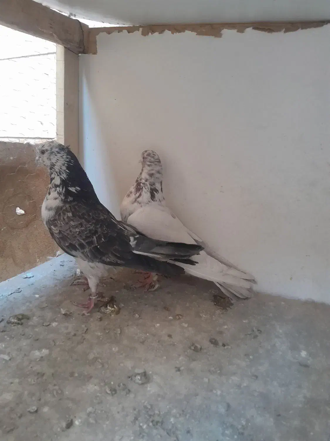 کفتر کبوتر خوب|پرنده|تهران, بیسیم|دیوار